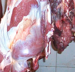 Hukum Daging Gelonggongan